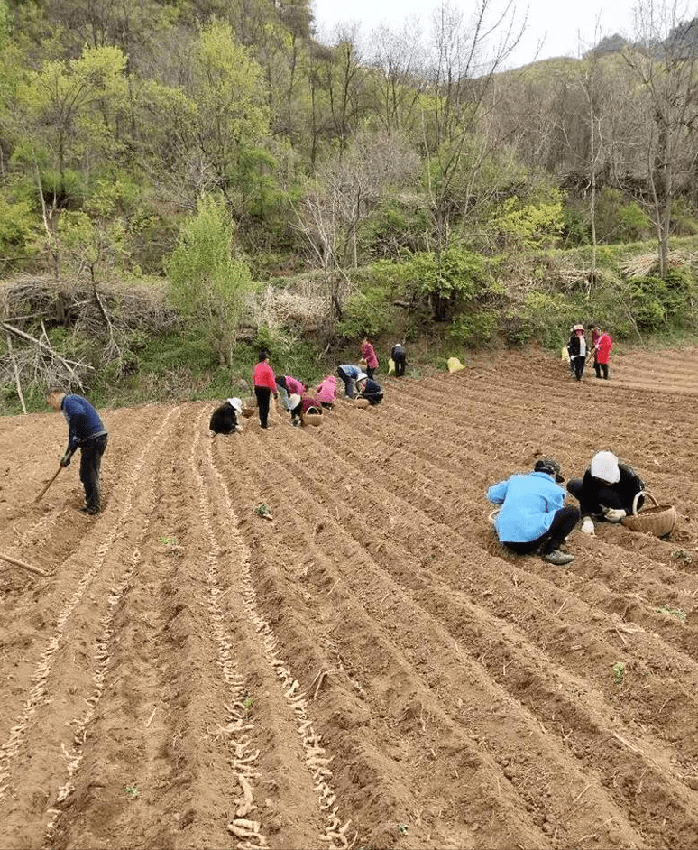 索县农业农村局新项目推动农业现代化，乡村振兴再添新动力