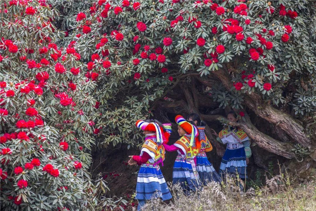 毕节市百里杜鹃景区游玩攻略大全