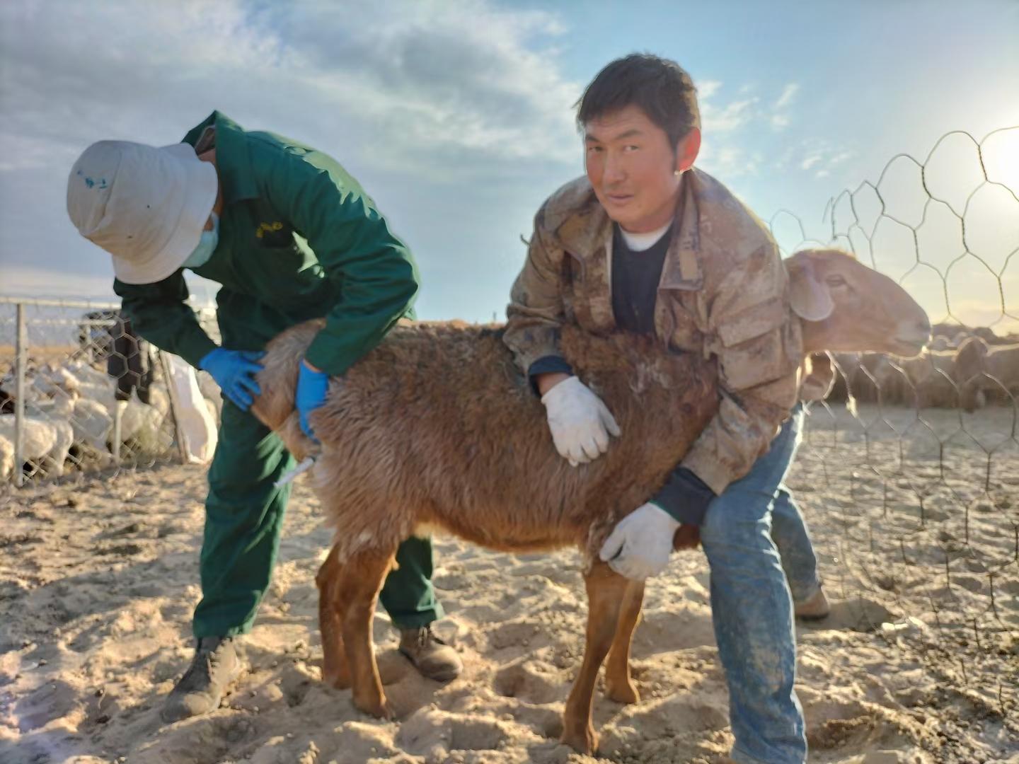 羊种改良站人事大调整，开启未来羊种改良事业新篇章