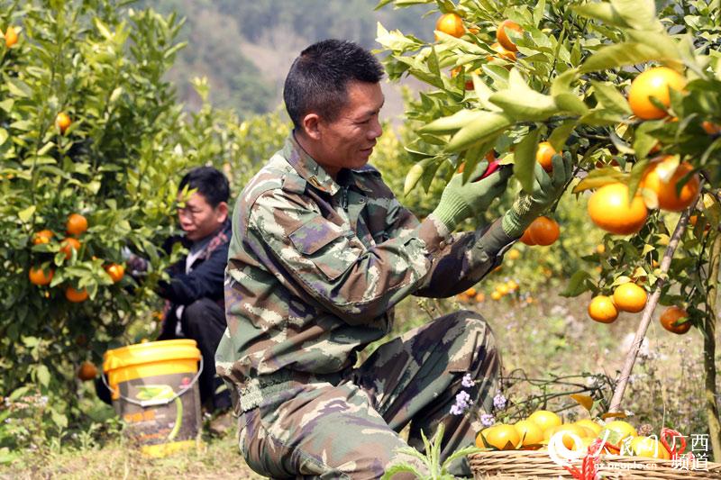 醉挽清风i